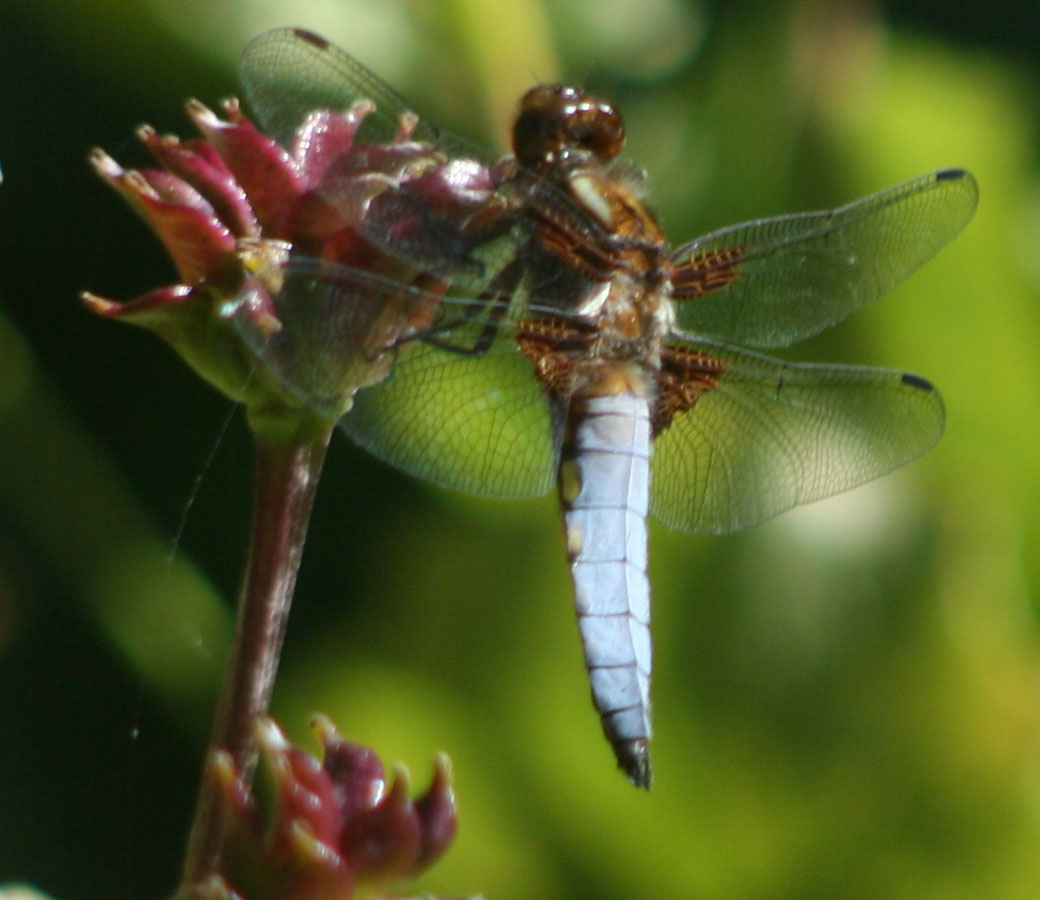 Libellula_depressa